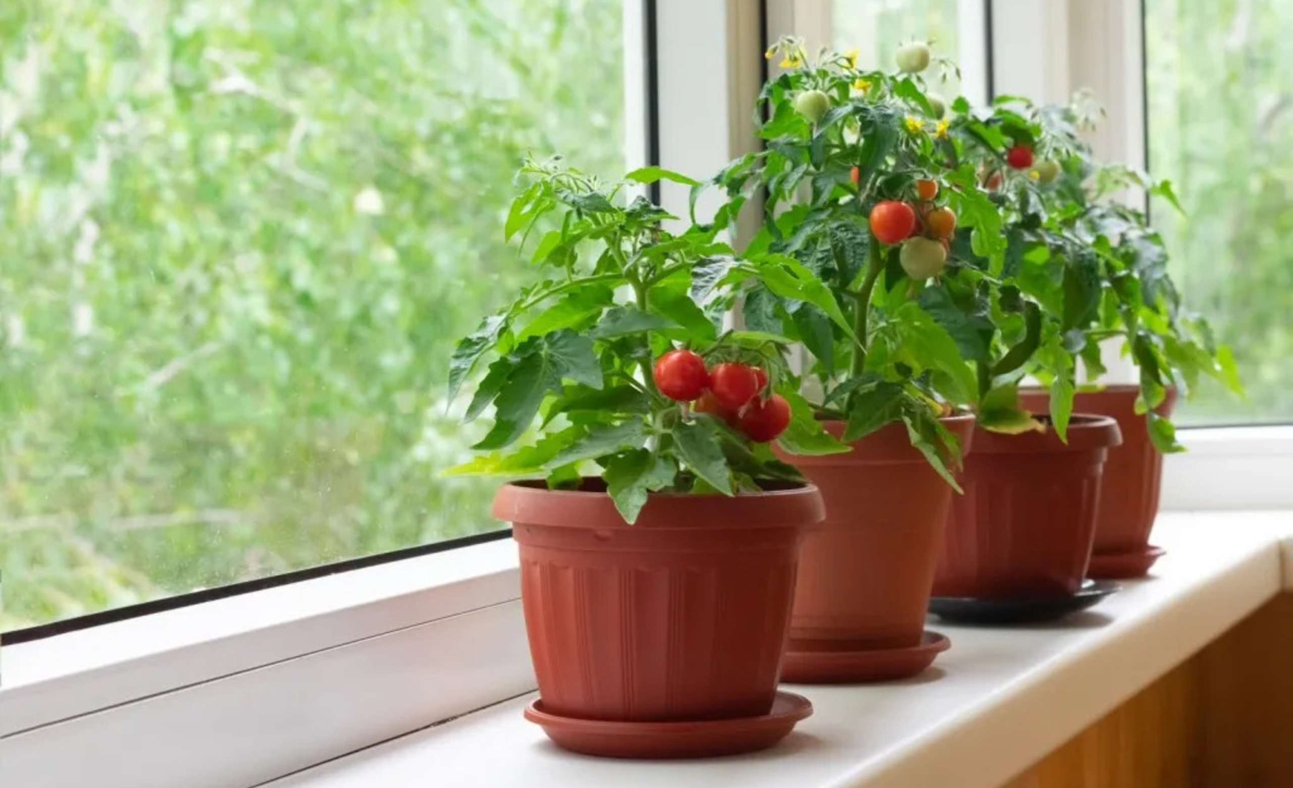 How To Grow Tomatoes Indoors