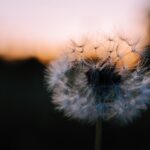 Medicinal Uses For Dandelion