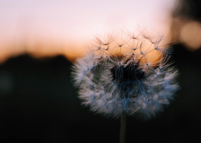 Medicinal Uses For Dandelion