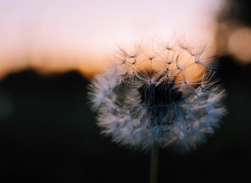 Medicinal Uses For Dandelion