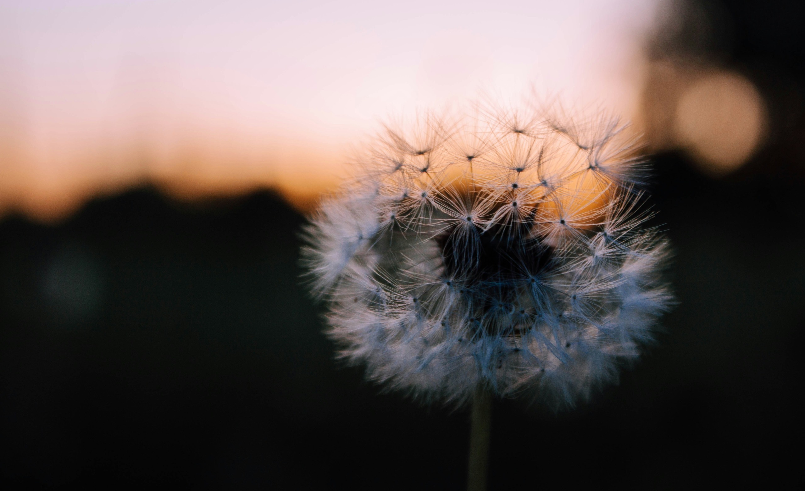 Medicinal Uses For Dandelion