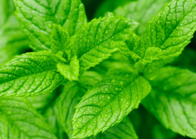 Medicinal Uses For Mint