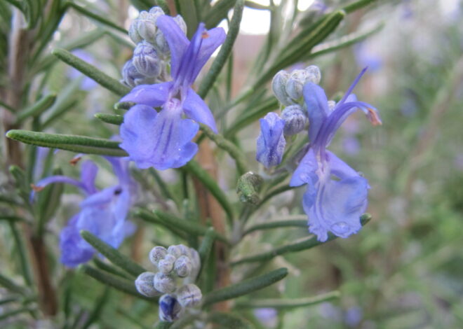 Medicinal Uses For Rosemary