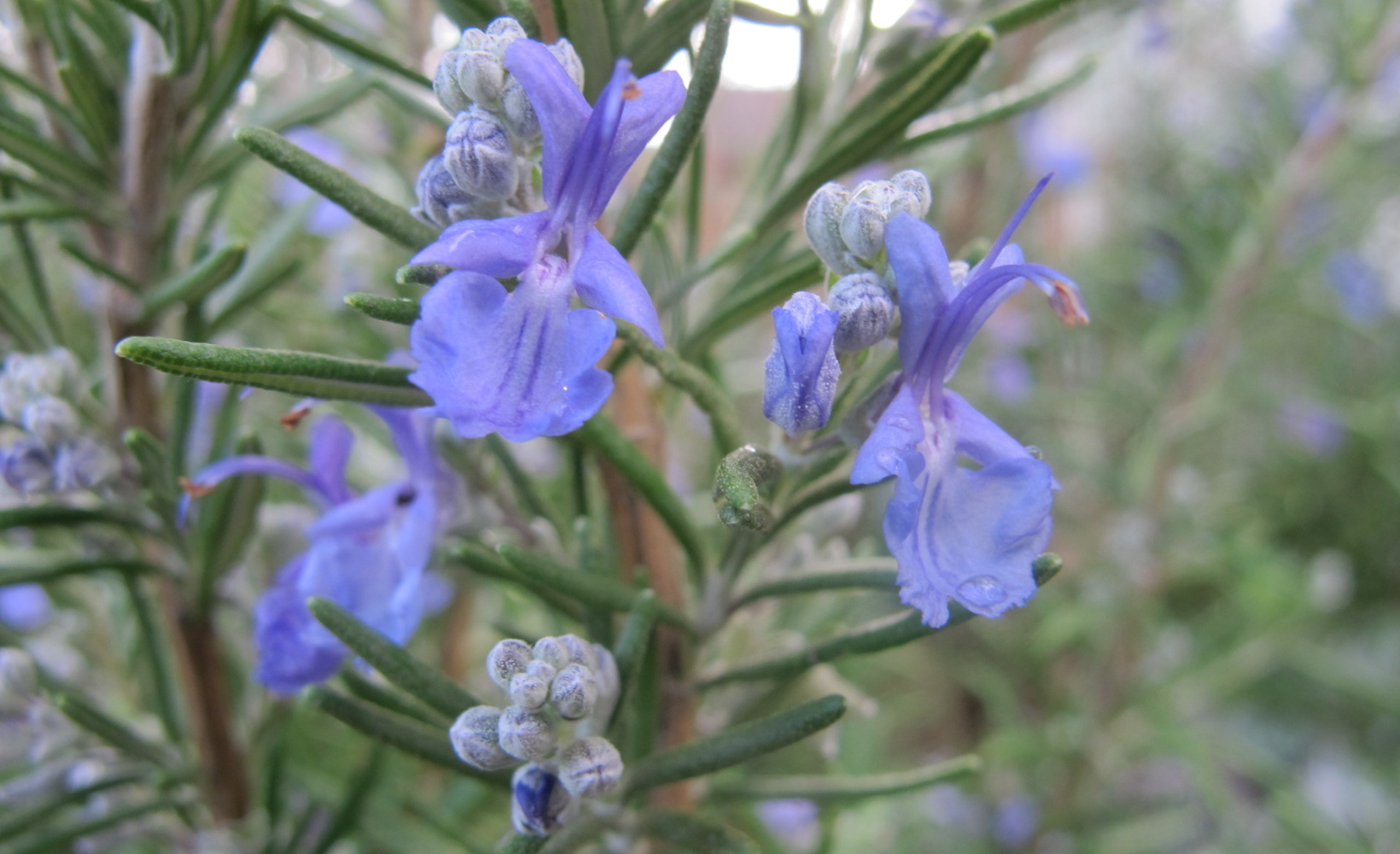 Medicinal Uses For Rosemary