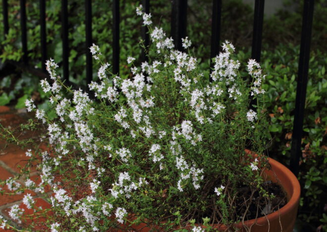 Medicinal Uses For Thyme