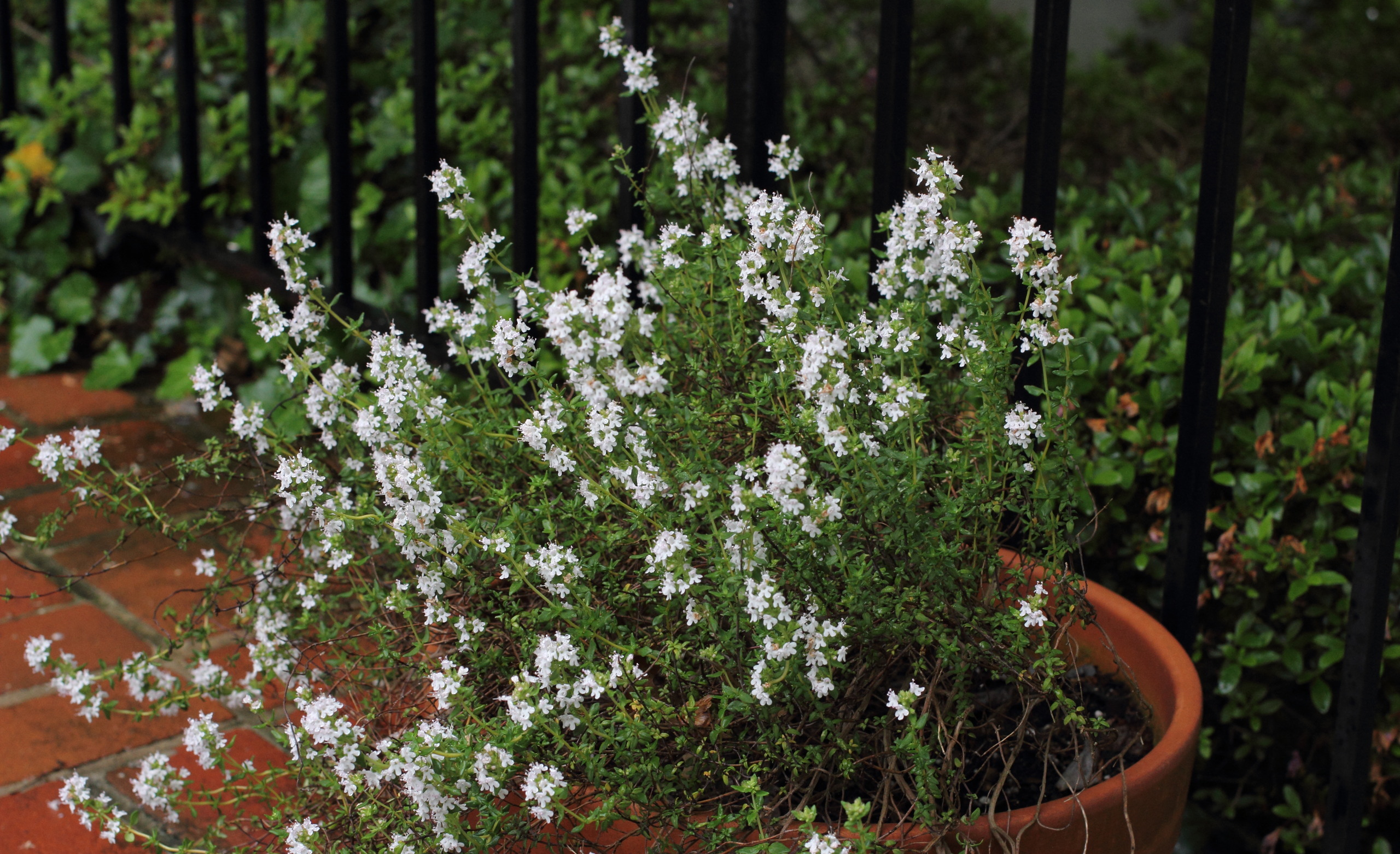 Medicinal Uses For Thyme