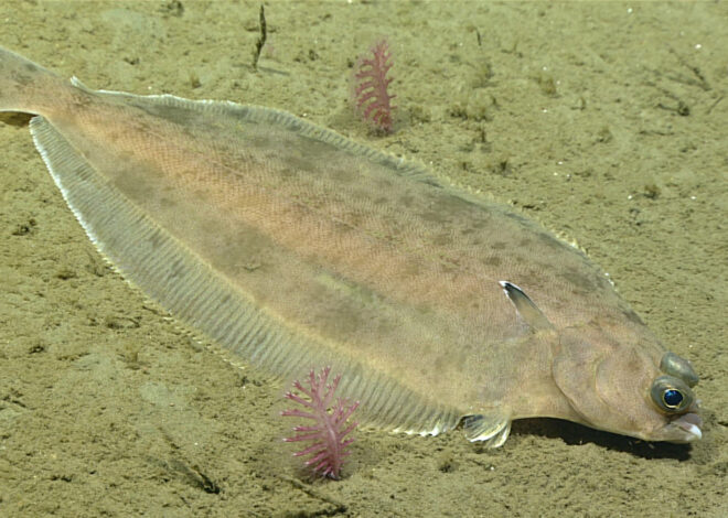 How To Catch Atlantic Flounder