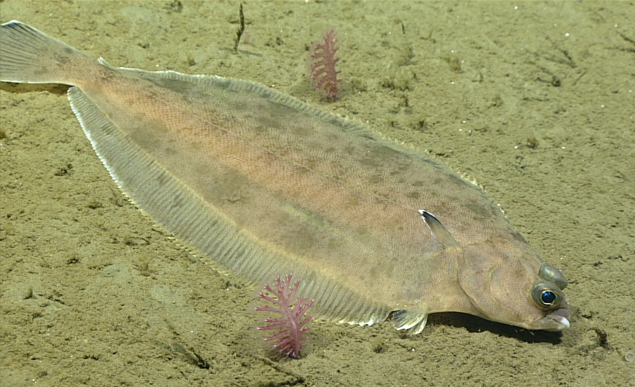 How To Catch Atlantic Flounder