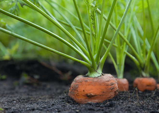 How To Grow Your Own Carrots