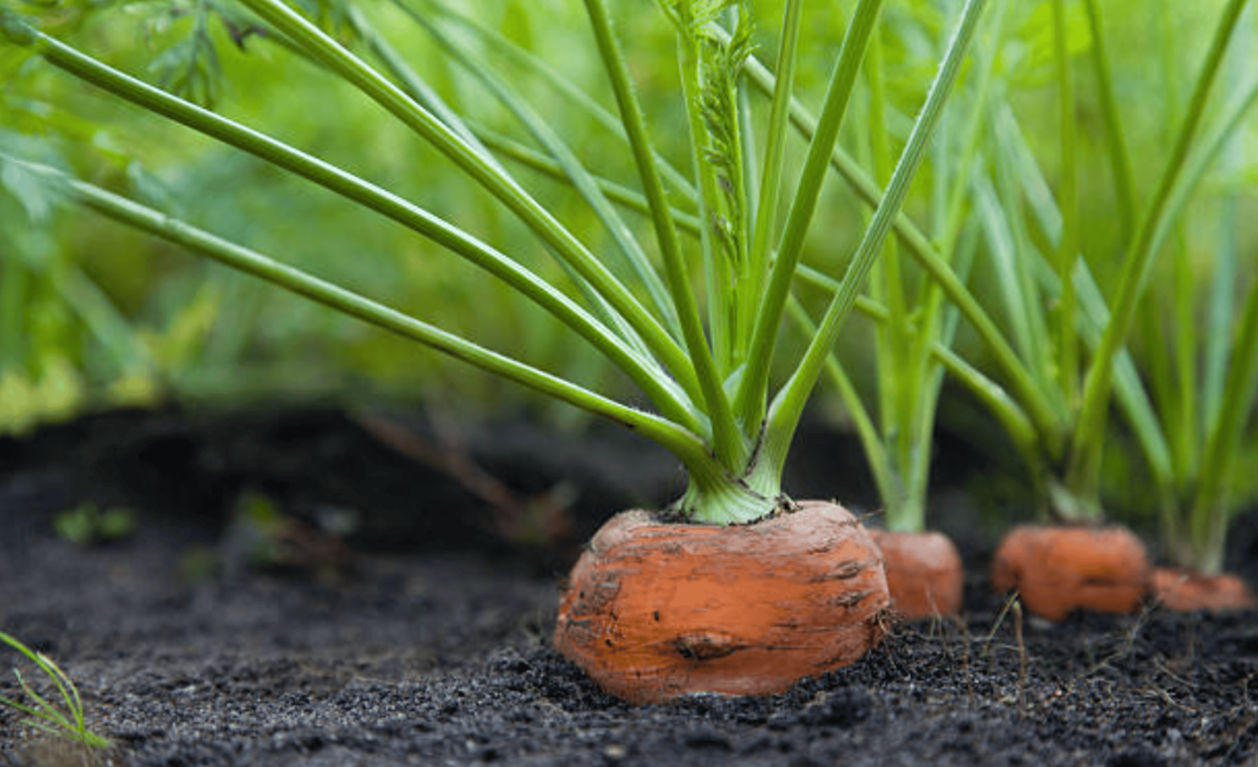 How To Grow Your Own Carrots