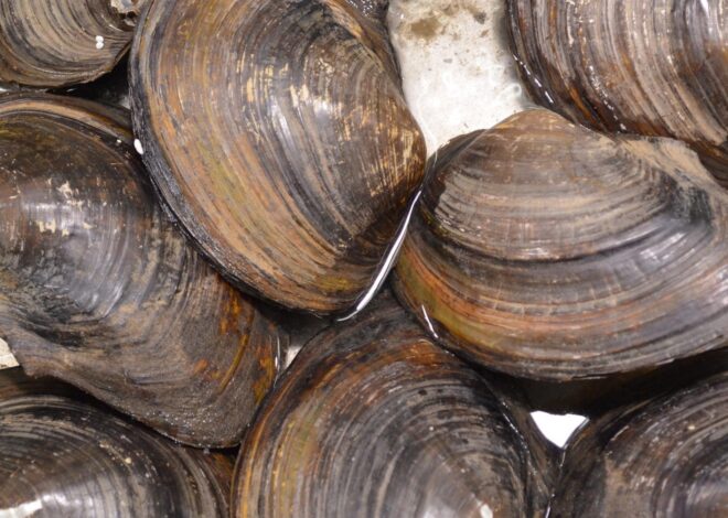 How To Harvest Clams