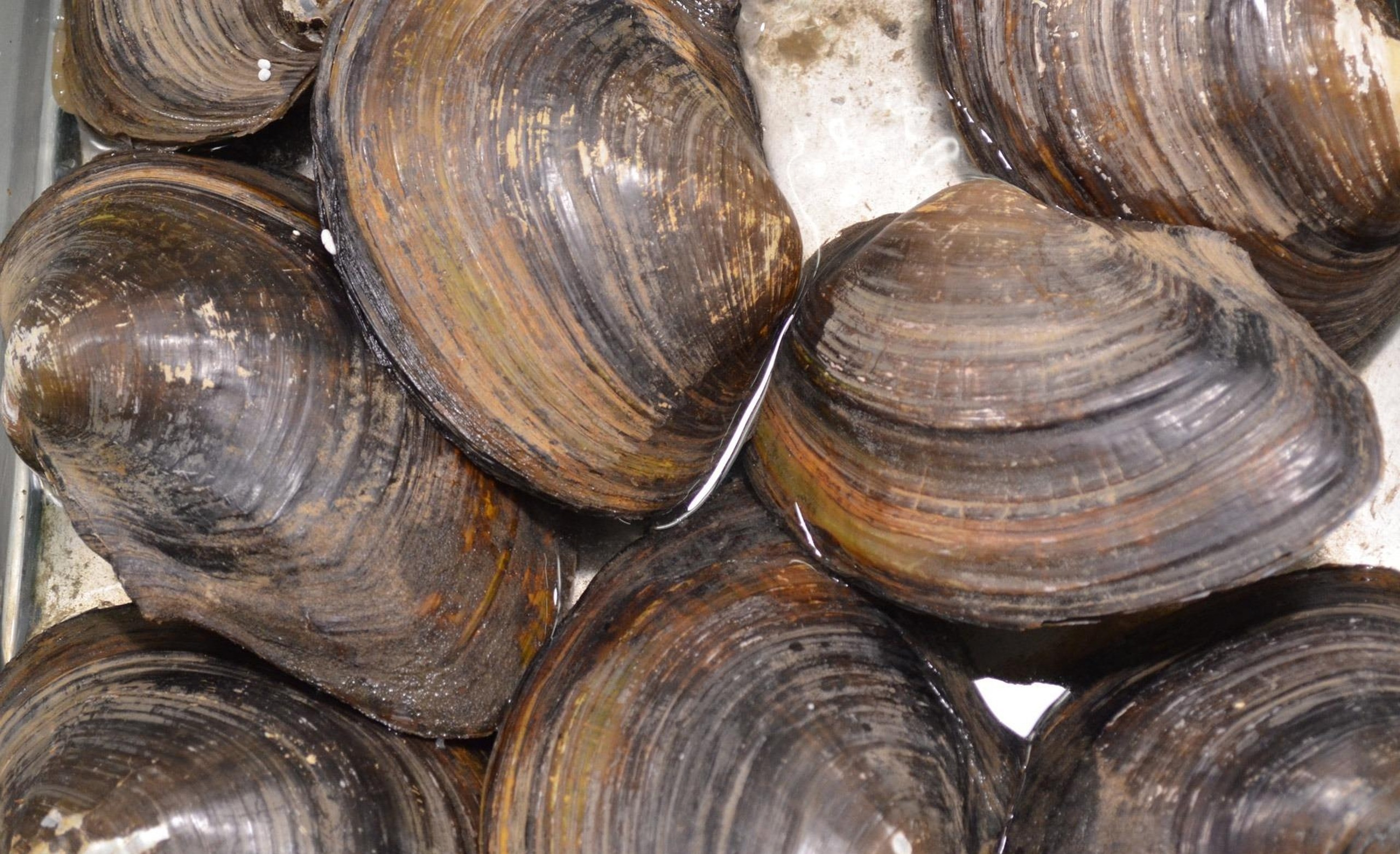 How To Harvest Clams