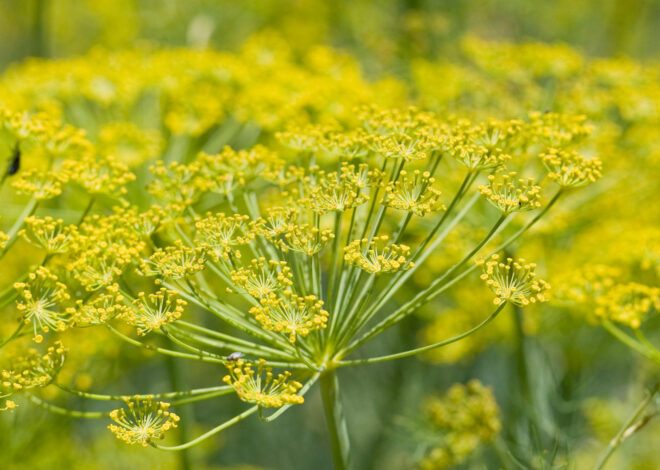 Medicinal Uses For Fennel