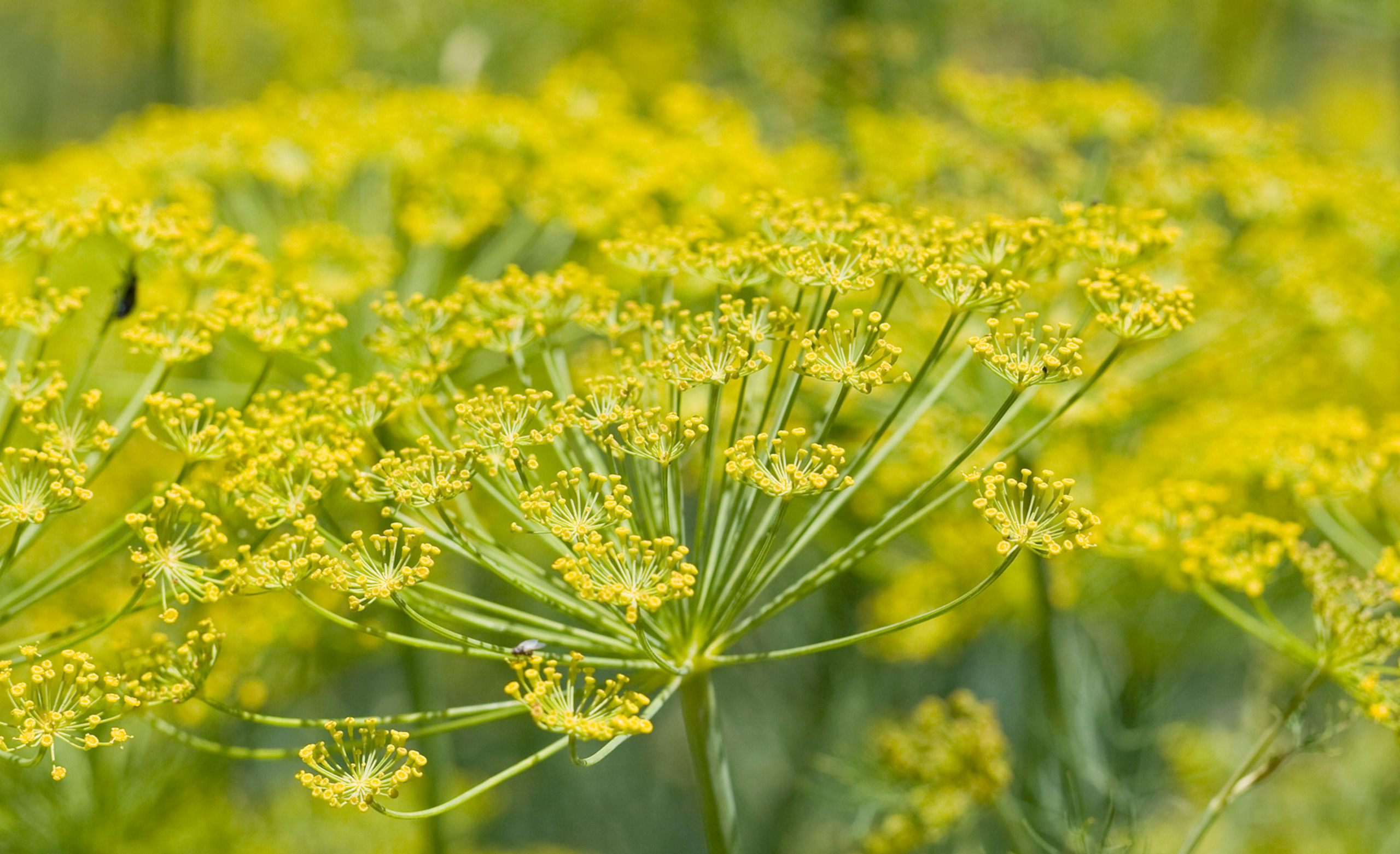 Medicinal Uses For Fennel