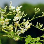 Medicinal Uses For Moringa