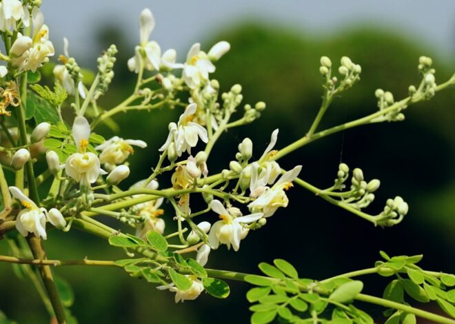 Medicinal Uses For Moringa