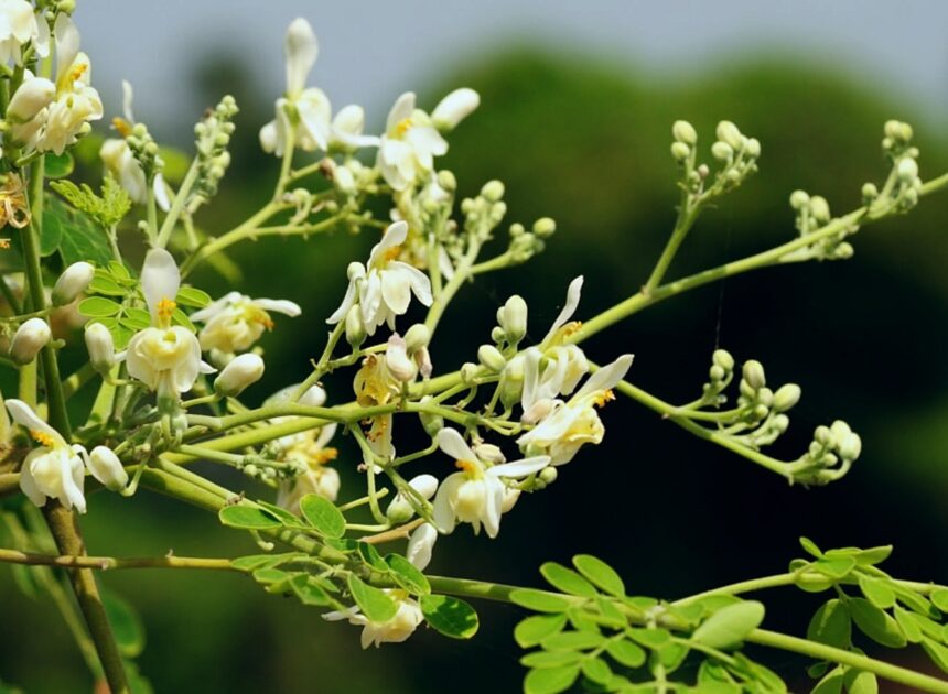 Medicinal Uses For Moringa