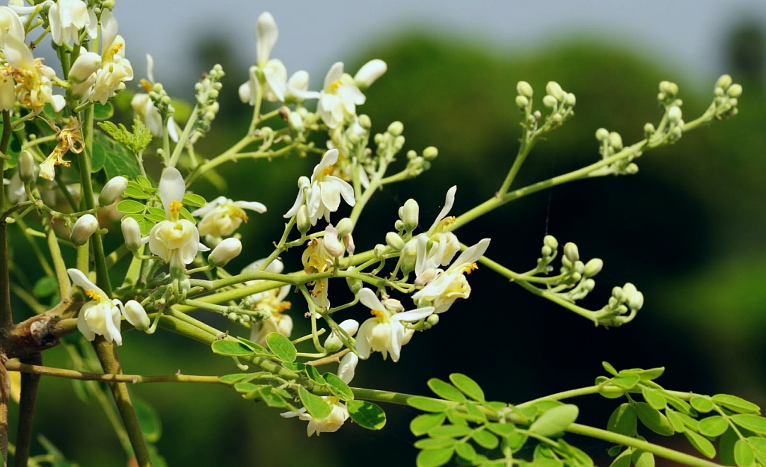 Medicinal Uses For Moringa