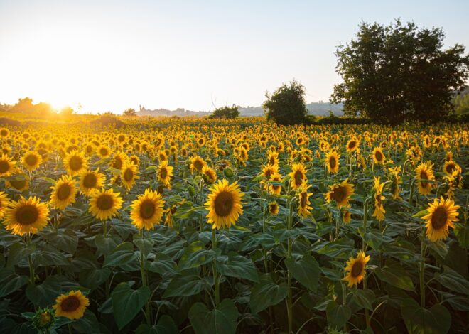 Medicinal Uses For Sunflowers