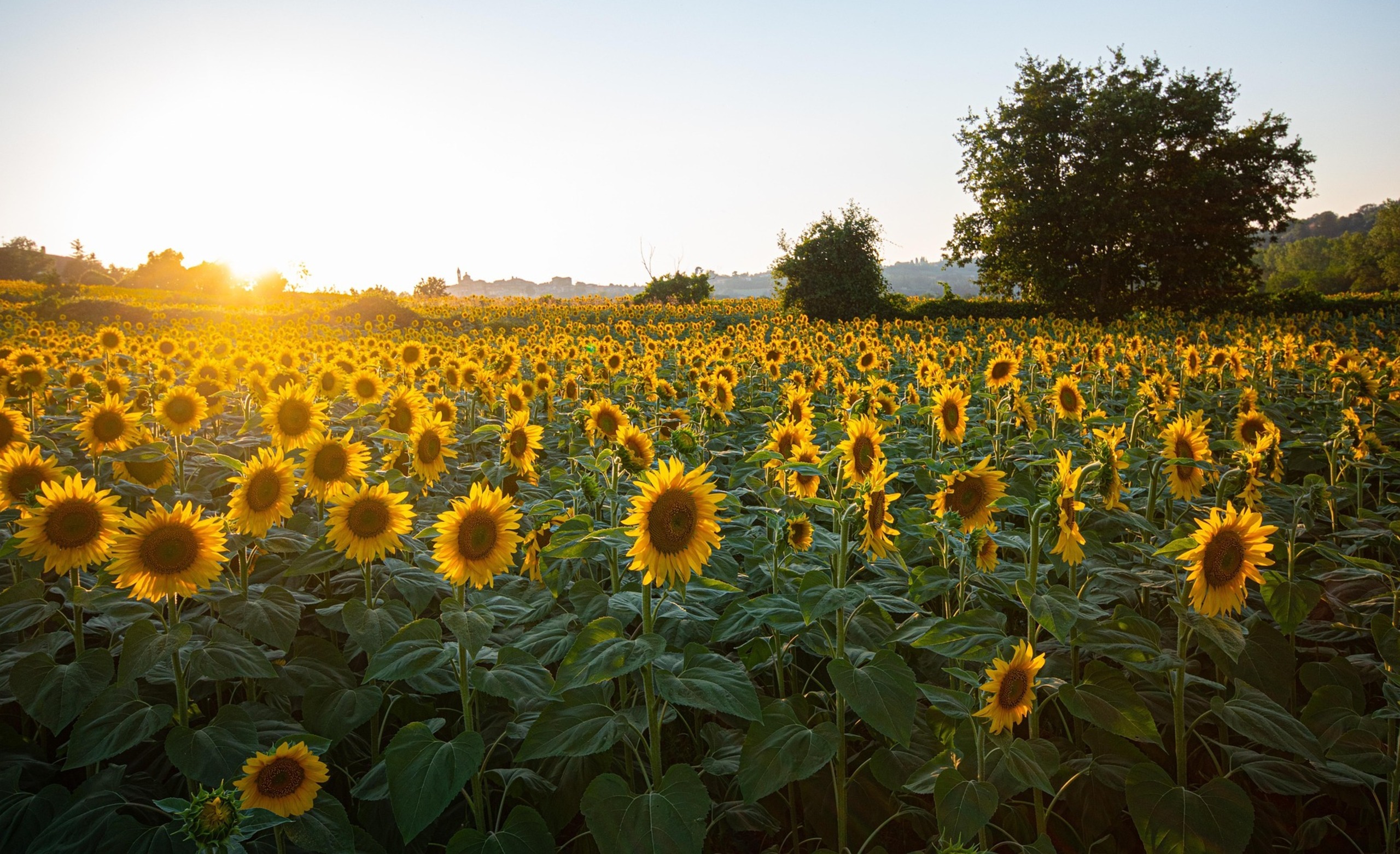 Medicinal Uses For Sunflowers