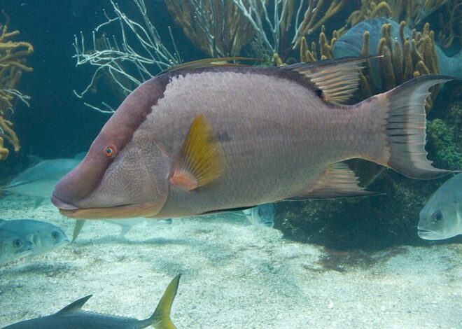 How To Catch A Hogfish