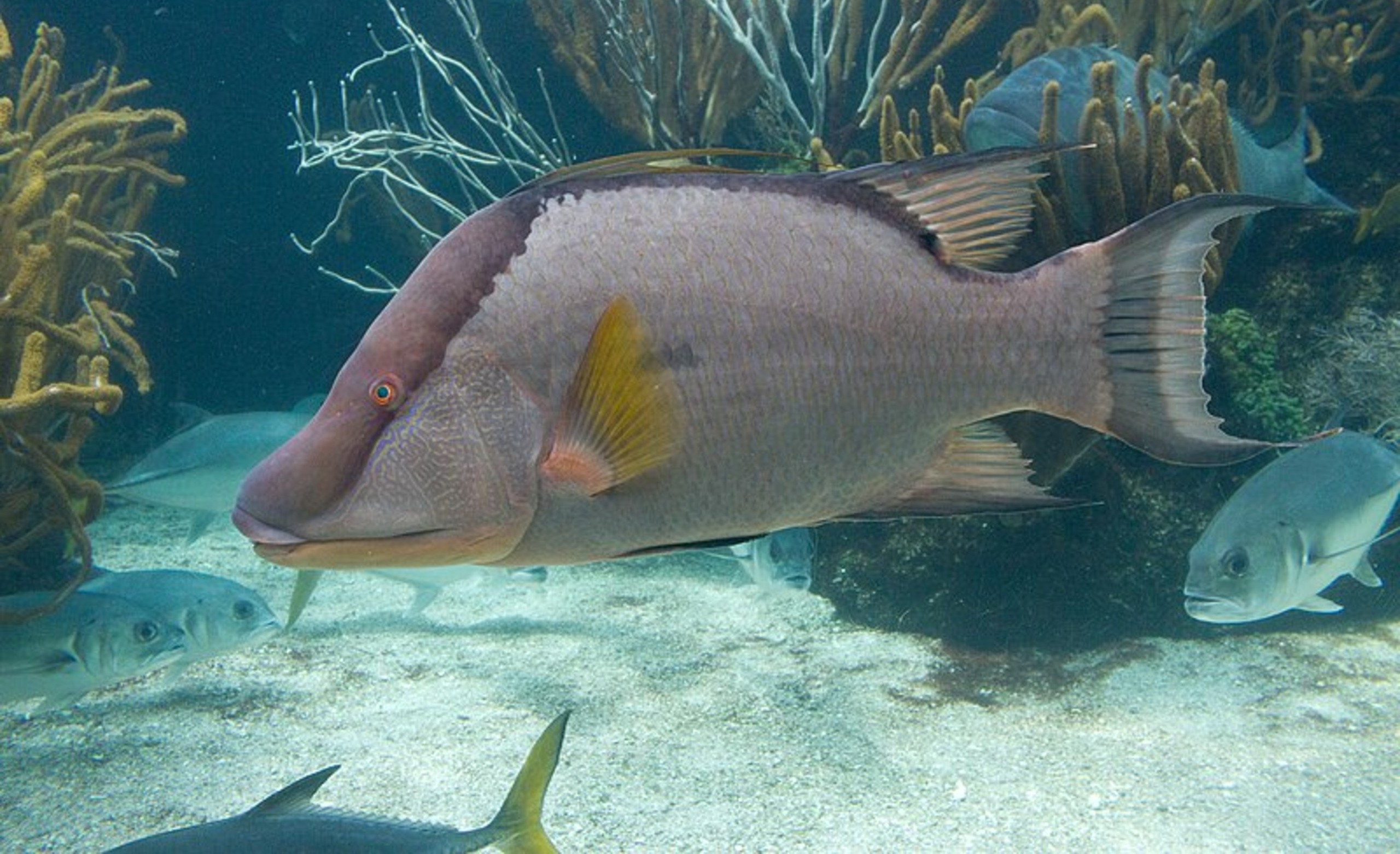 How To Catch A Hogfish