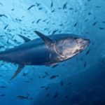 How To Catch An Atlantic Bluefin Tuna