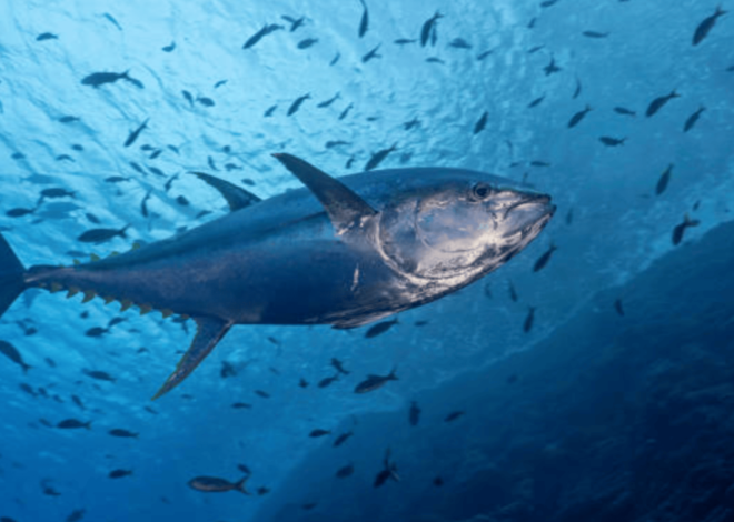 How To Catch An Atlantic Bluefin Tuna