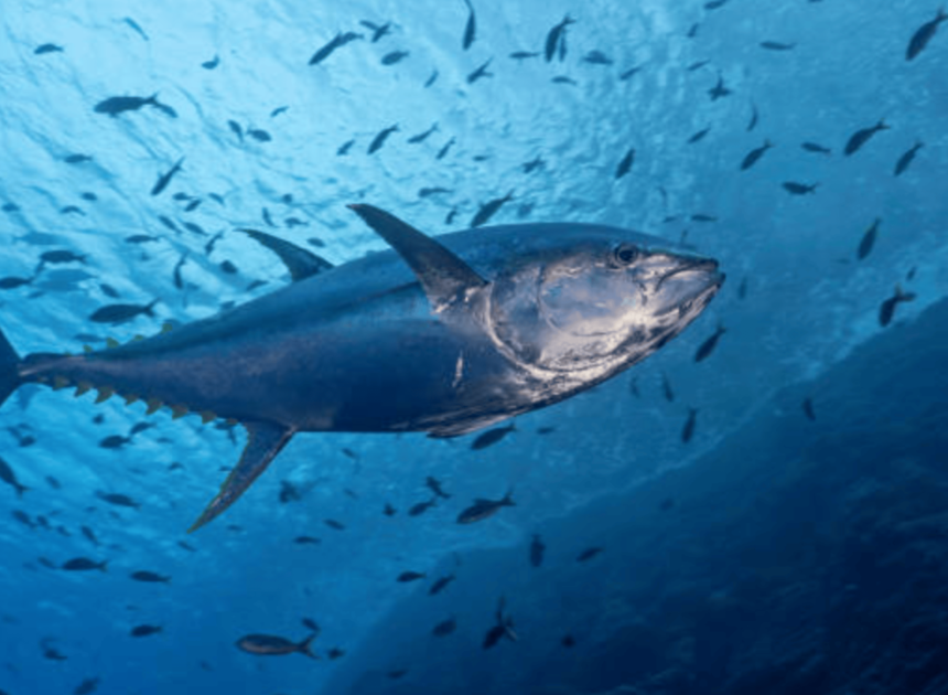 How To Catch An Atlantic Bluefin Tuna