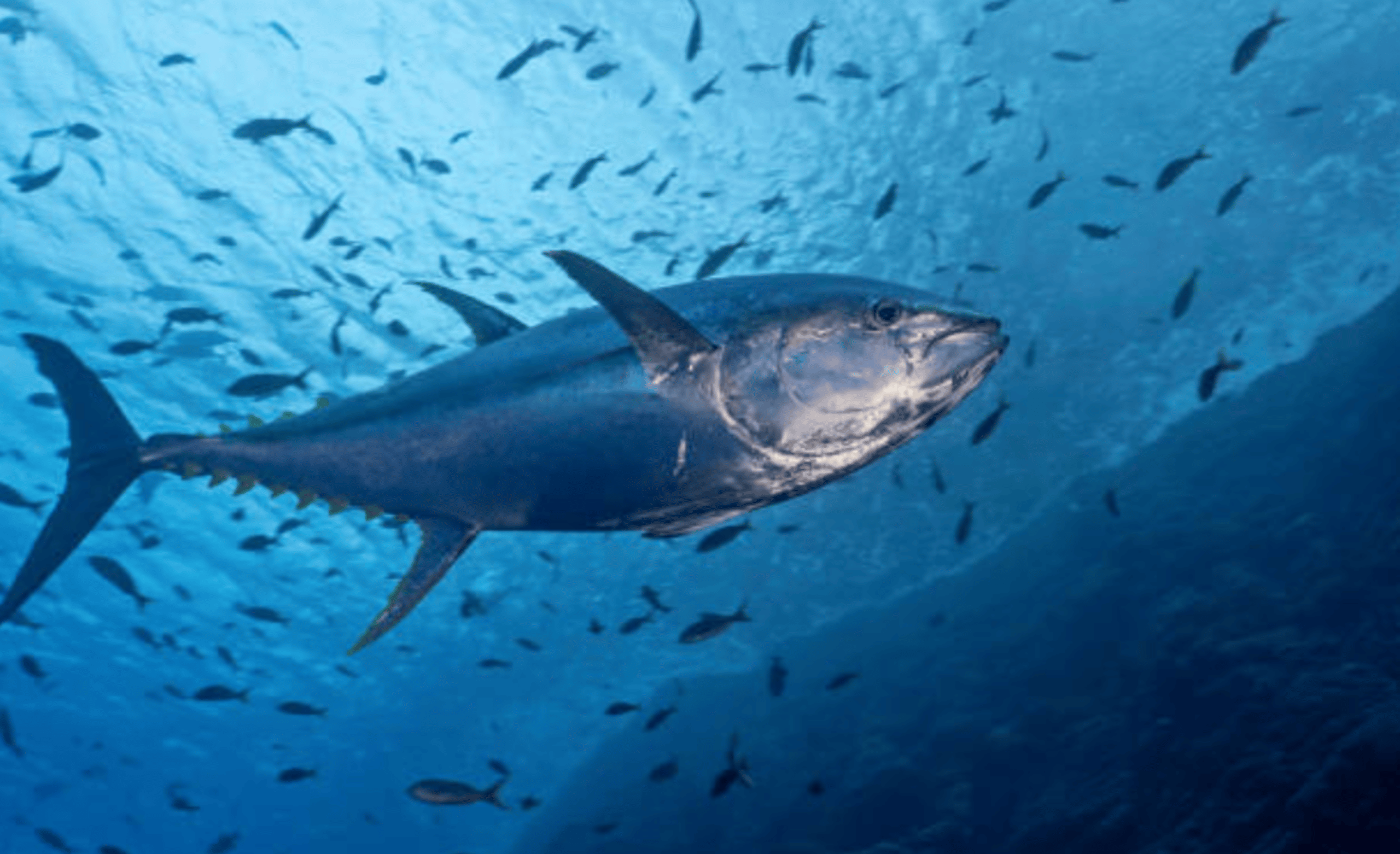 How To Catch An Atlantic Bluefin Tuna