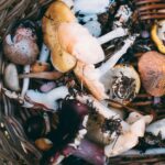 How To Forage For Food
