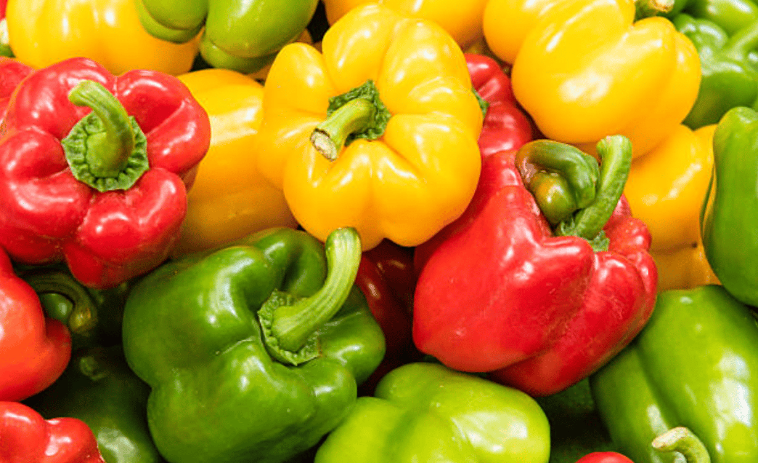 How To Grow Bell Pepper Plants