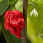 How To Grow Carolina Reaper Peppers