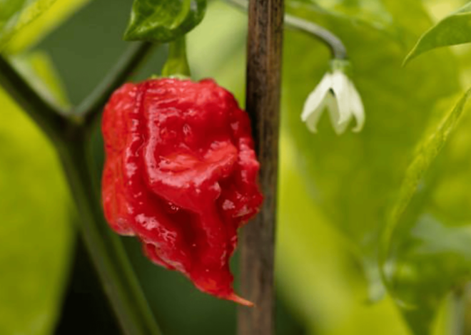 How To Grow Carolina Reaper Peppers