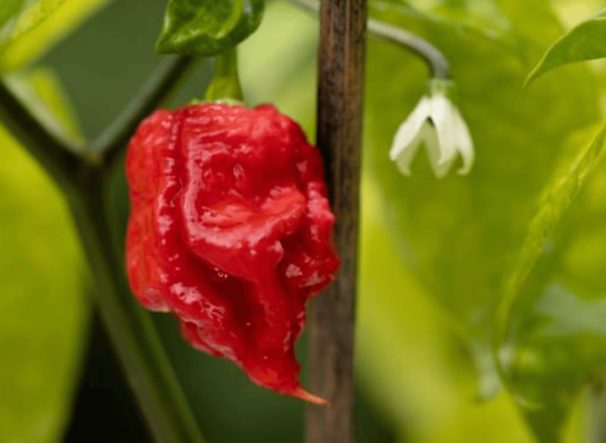 How To Grow Carolina Reaper Peppers