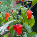 How To Grow Ghost Pepper Plants