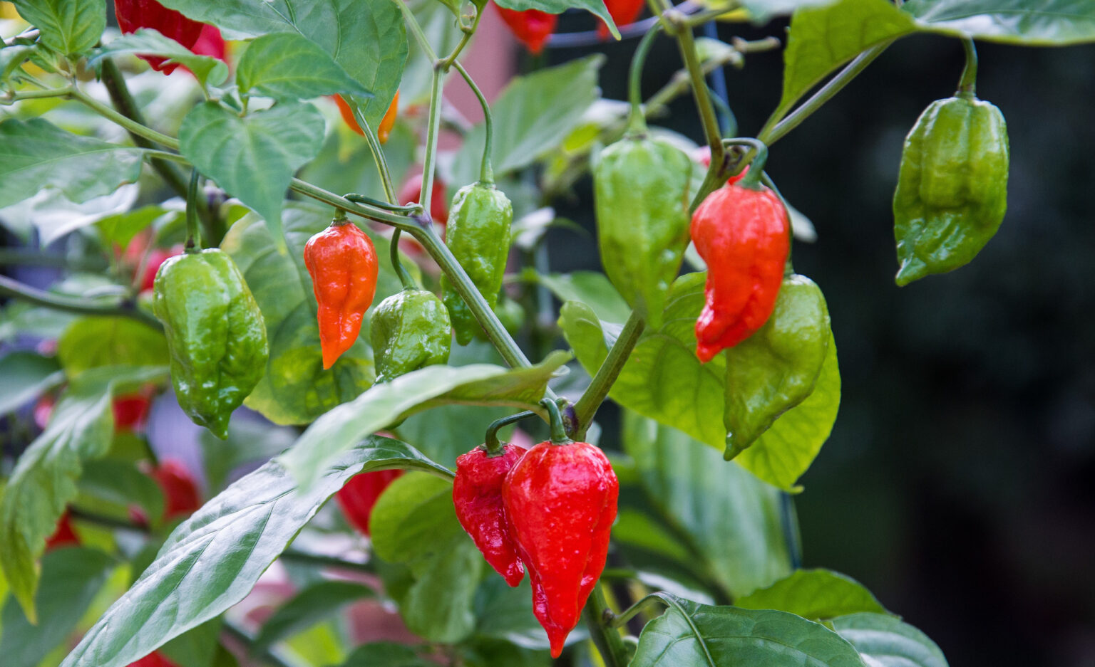 How To Grow Ghost Pepper Plants - The Survival Way