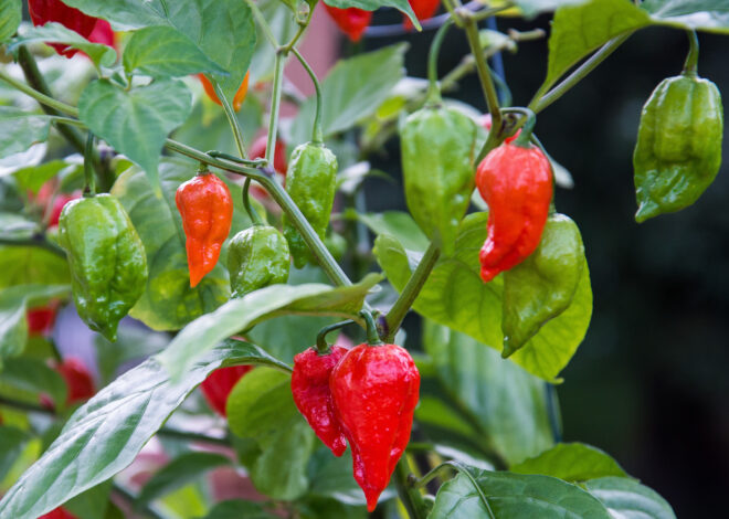 How To Grow Ghost Pepper Plants