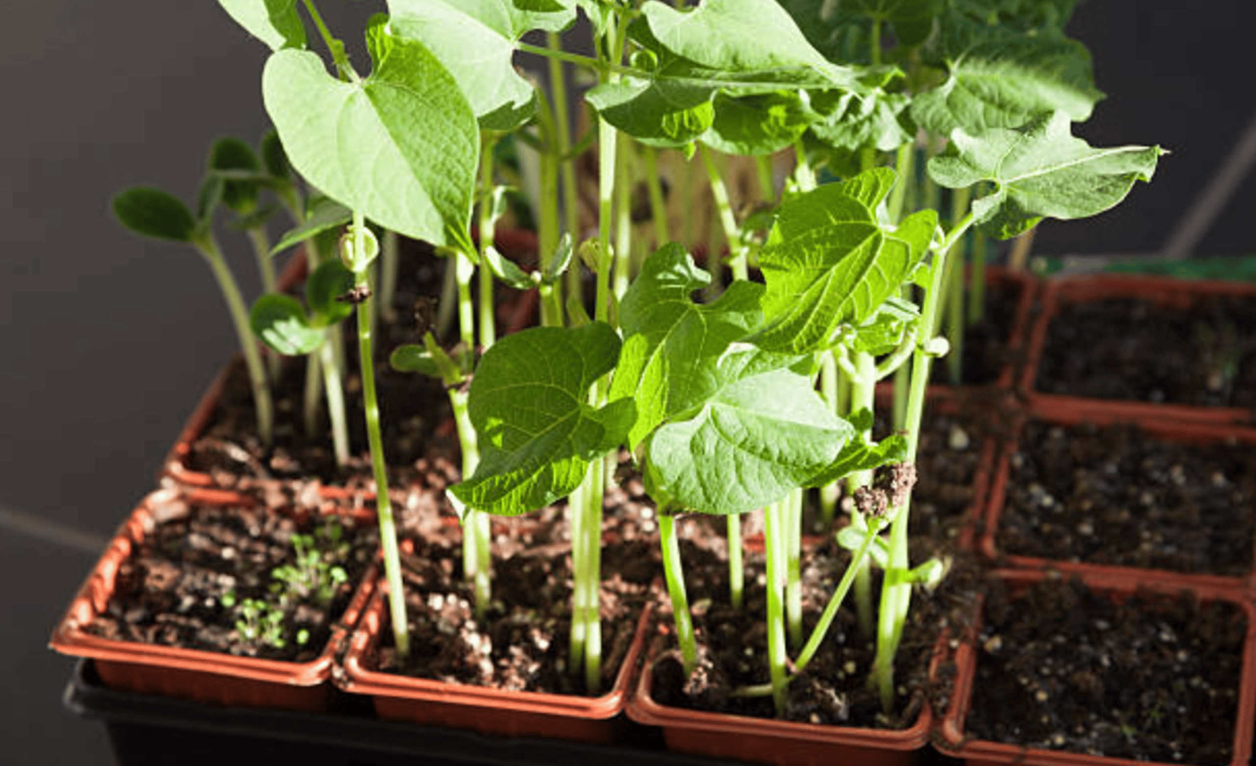 How To Grow Green Beans In Containers