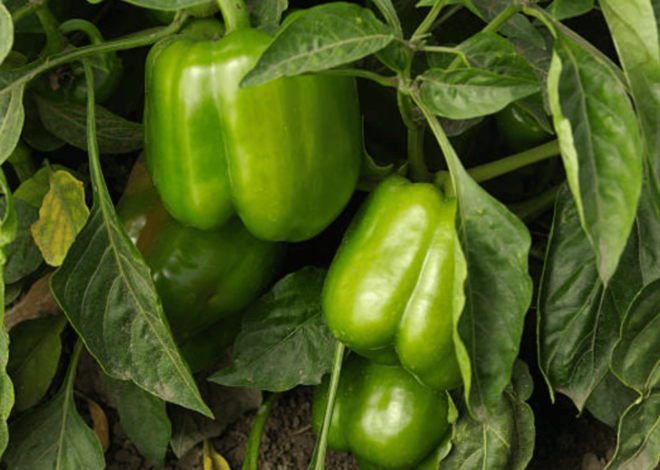 How To Grow Green Peppers