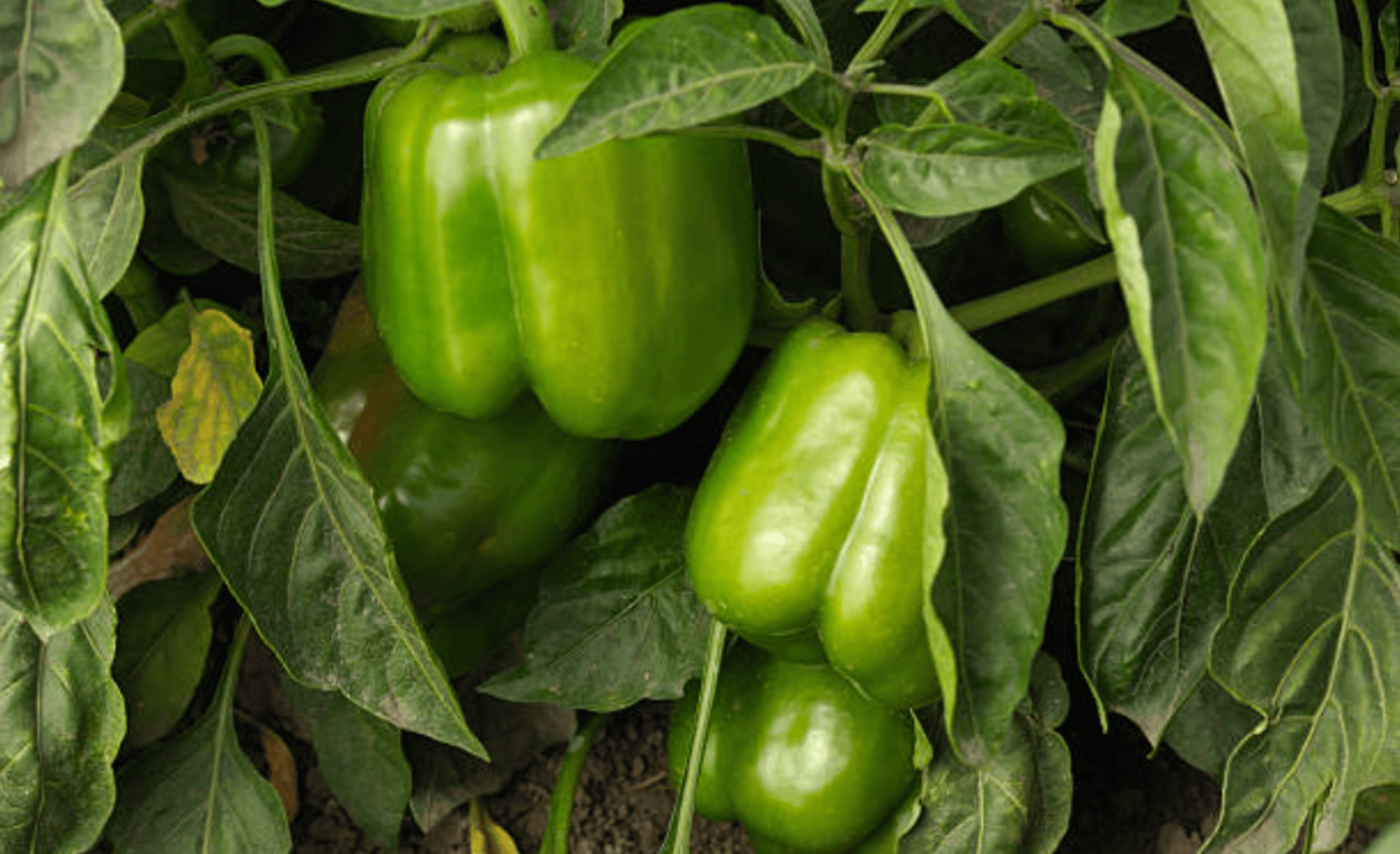 How To Grow Green Peppers