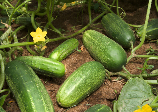 How To Grow Your Own Cucumbers