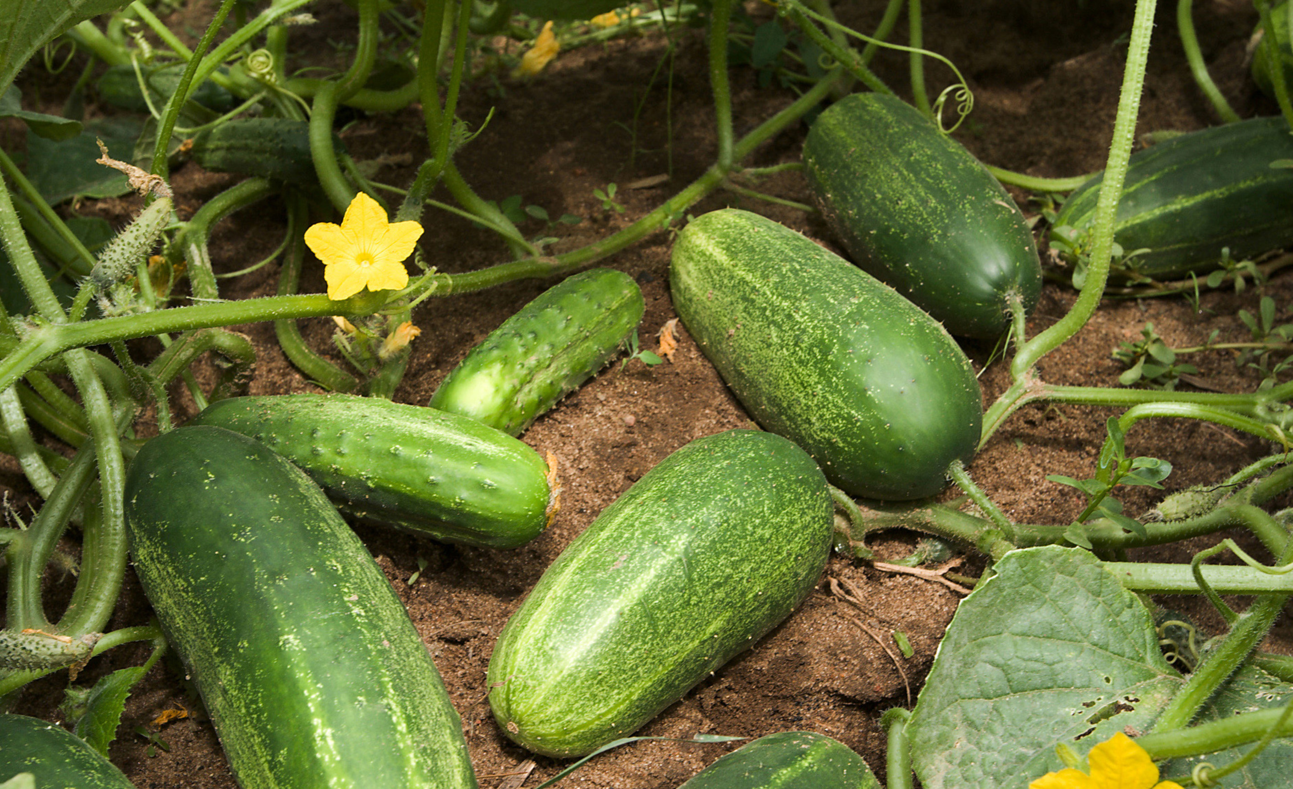 How To Grow Your Own Cucumbers