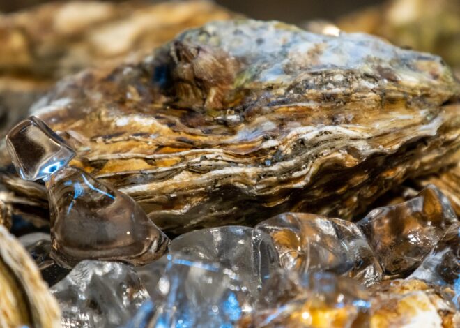 How To Harvest Oysters