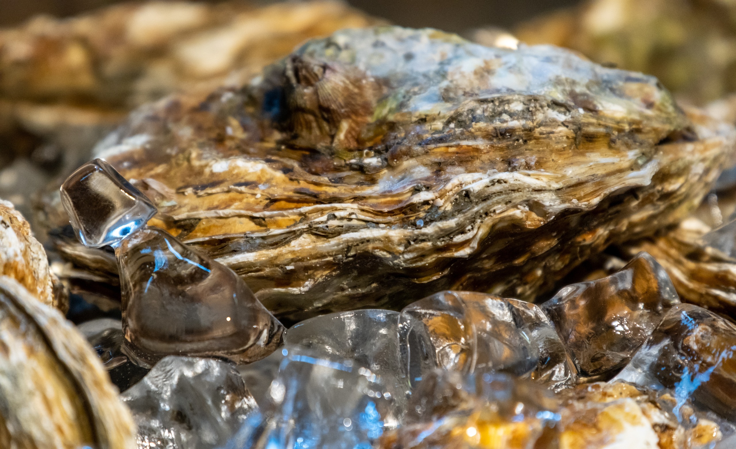 How To Harvest Oysters