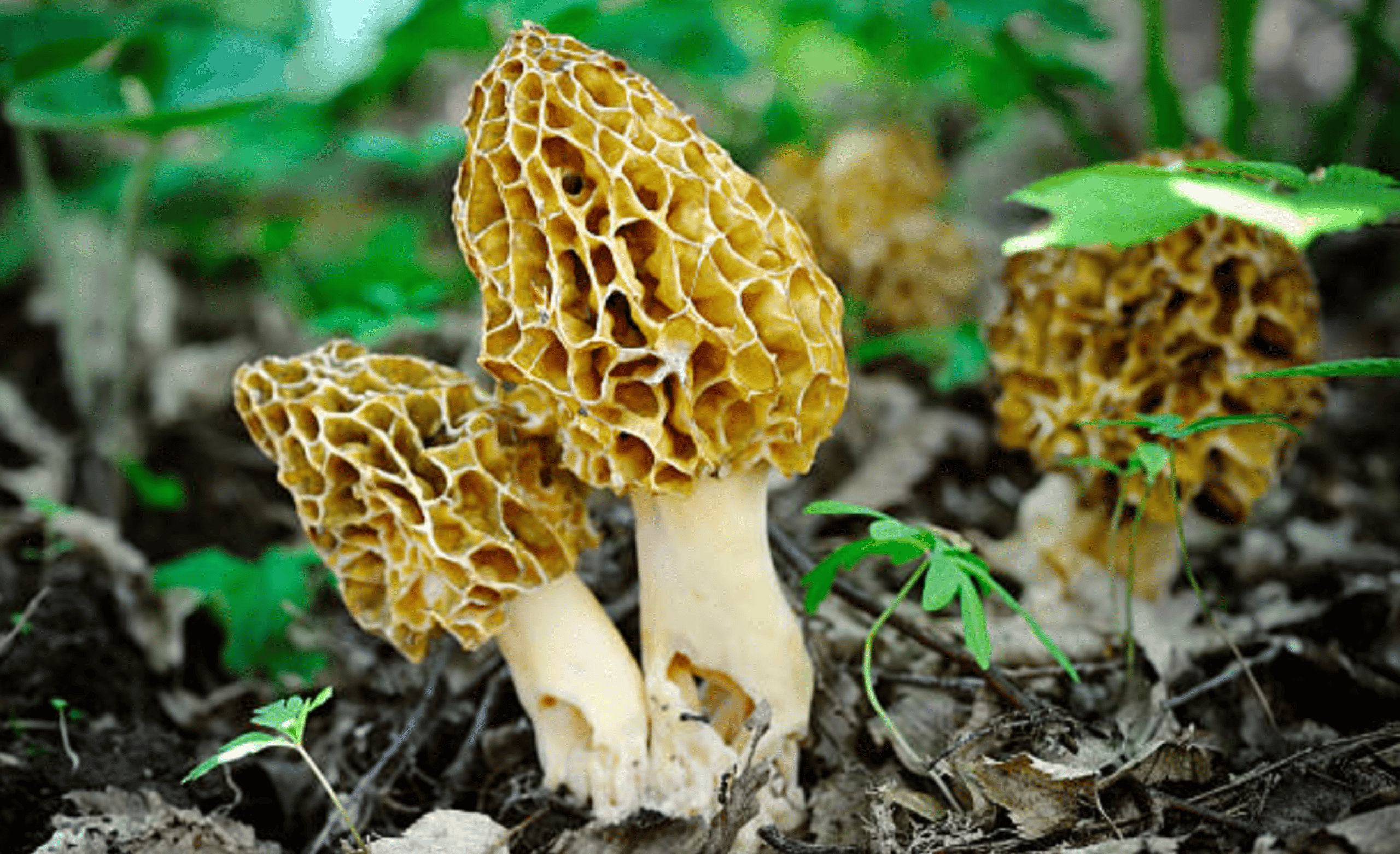 How To Hunt For Morel Mushrooms