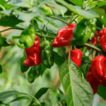 How To Grow Habanero Peppers