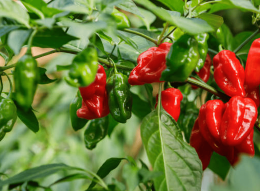 How To Grow Habanero Peppers