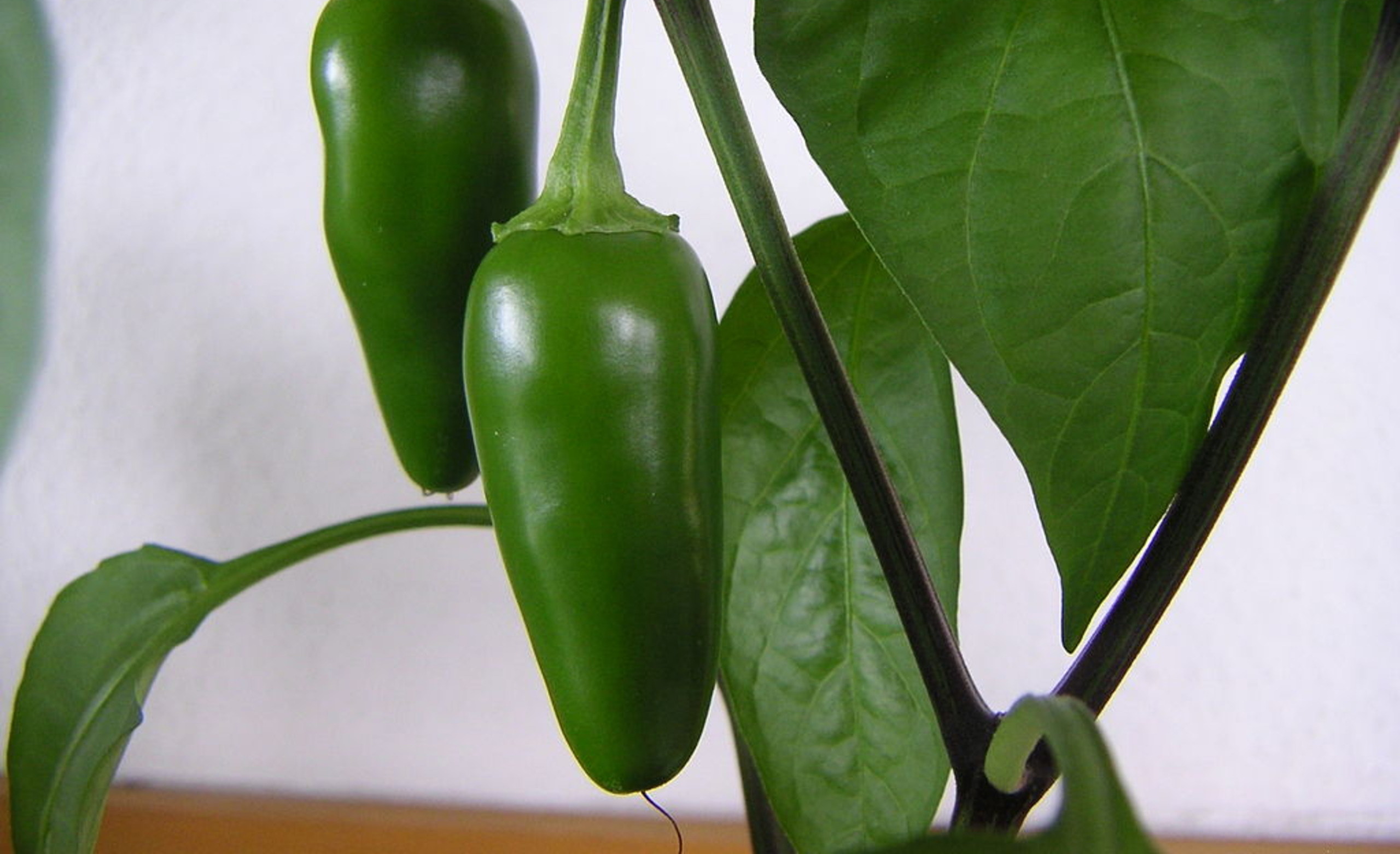 How To Grow Jalapeno Peppers