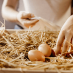 How To Raise Chickens For Eggs